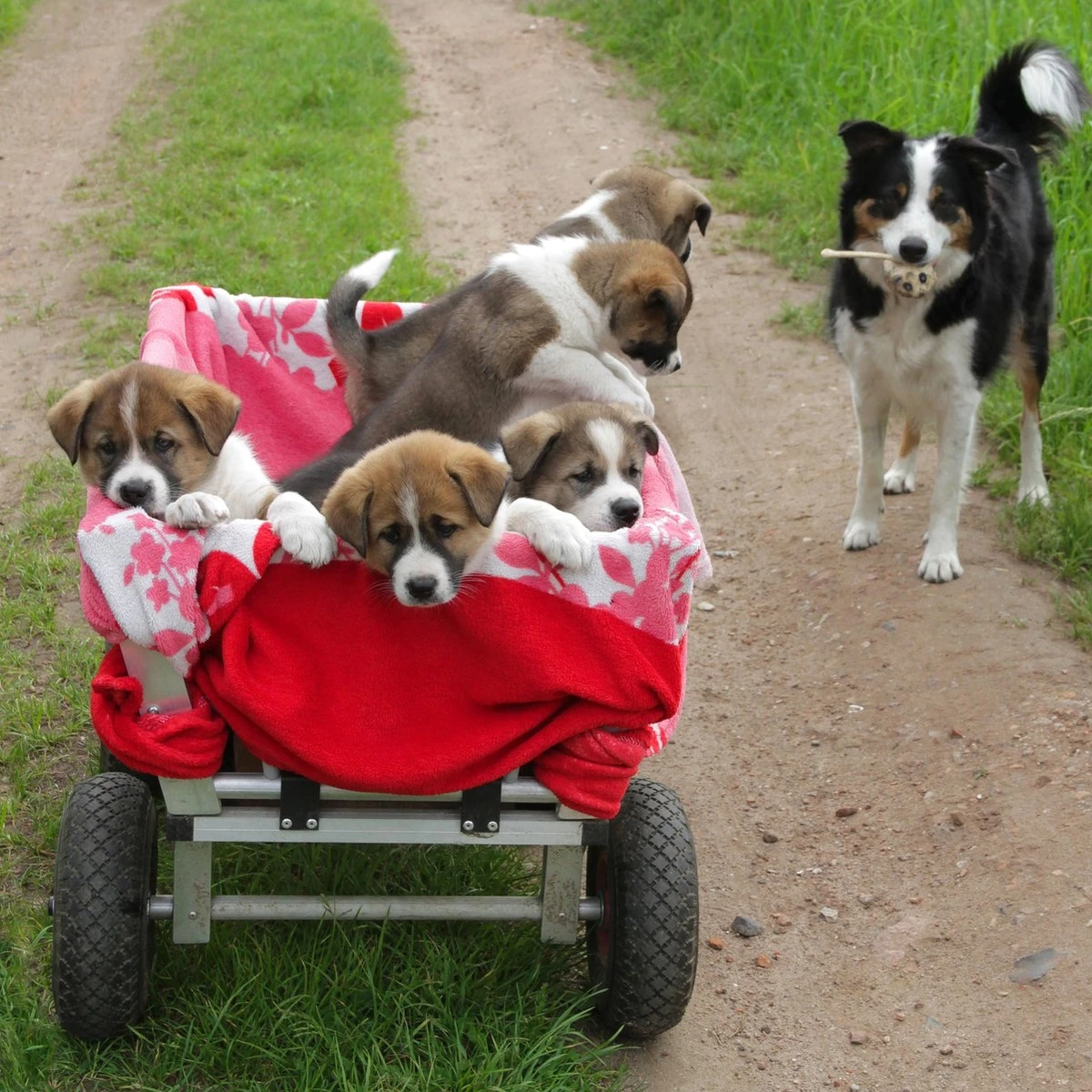 Ensemble De Roues Pour Diable Relaxdays V8 X - Pneu En Caoutchouc - Charrette à Main - 150 Kg - Jante Acier Bleu 3 Ensemble De Roues Pour Diable Relaxdays V8 X - Pneu En Caoutchouc - Charrette à Main - 150 Kg - Jante Acier Bleu – Image 3