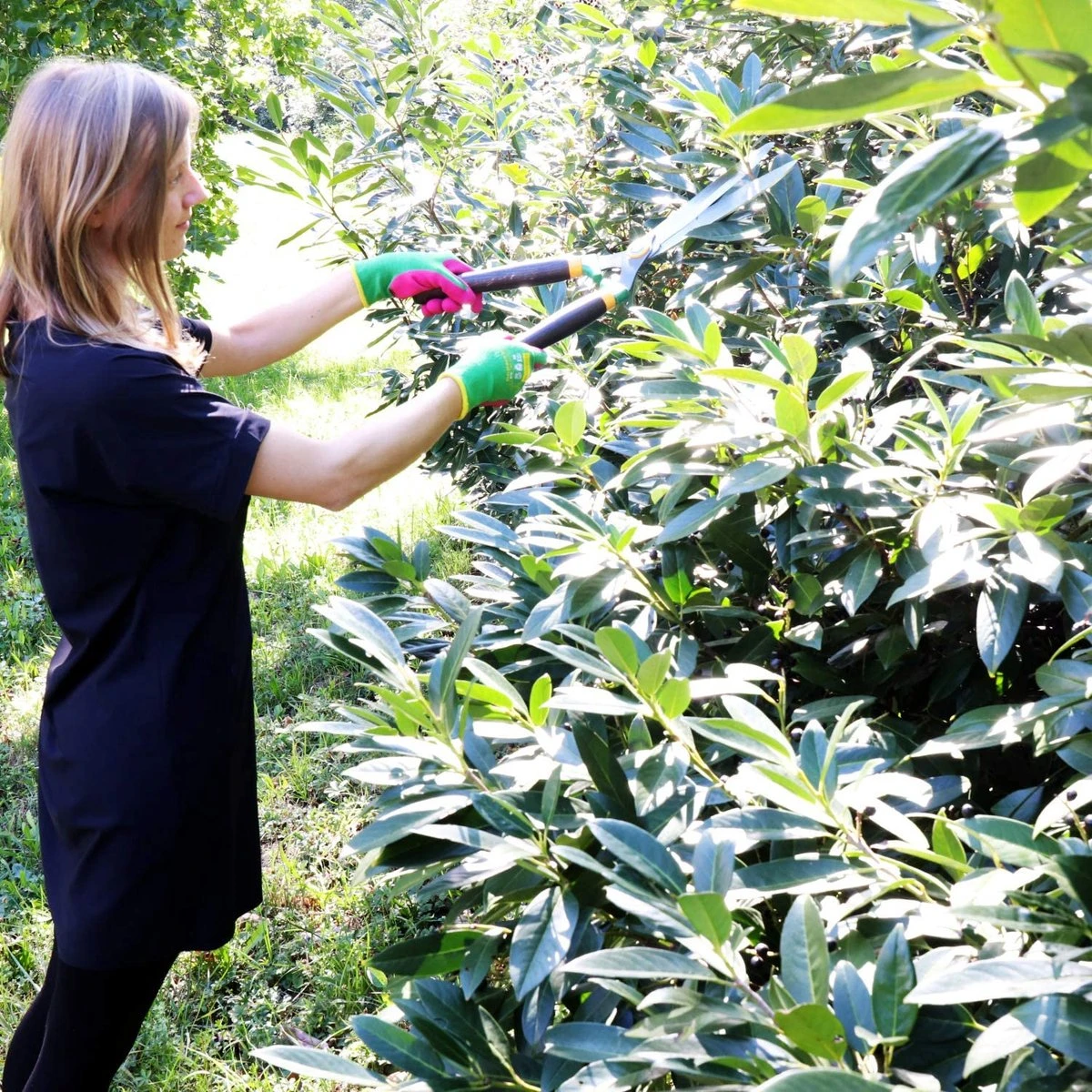 Taille-haie Panther 540 Mm, Sécateur Et Cisaille à Arbustes, Mesure En Acier Durable, Cartographié, Poignées Ergonomiques En Bois De Frêne, Très Bon Tranchant, Taille-haie De Jardin Professionnel 4 Taille-haie Panther 540 Mm, Sécateur Et Cisaille à Arbustes, Mesure En Acier Durable, Cartographié, Poignées Ergonomiques En Bois De Frêne, Très Bon Tranchant, Taille-haie De Jardin Professionnel – Image 4