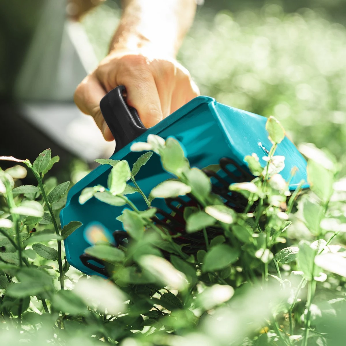 Cueilleur De Navaris Gants - Peigne à Baies Pour Récolter Les Myrtilles, Les Groseilles, Les Baies De Sureau - Récolter Les Baies Sans Dommage 3 Cueilleur De Navaris Gants - Peigne à Baies Pour Récolter Les Myrtilles, Les Groseilles, Les Baies De Sureau - Récolter Les Baies Sans Dommage – Image 3