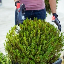 Cisailles à Gazon Et Arbustes à Batterie STERWINS - Tondeuse à Gazon à Batterie - 8 V - Batterie Incluse - Batterie Au Lithium - 2 Lames -Vendite Pelouse Pro 1200x1200 312