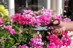 Black & Decker Ciseaux à Fleurs BLACK+DECKER - Ciseaux De Jardin Multifonctions - Lame De Coupe En Acier - Manche En Plastique - Coupe-fleurs Et Sécateur - Zwart/ Oranje -Vendite Pelouse Pro 1200x798 2