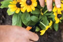 Fiskars Cisailles De Jardin, Longueur : 15,4 Cm, Jauge En Acier Inoxydable Avec Revêtement PTFE/poignée En Plastique, Noir/orange, Micro-Tip, Solid, SP-131, 1063321 -Vendite Pelouse Pro 1200x800 10