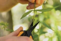 Fiskars Cisailles De Jardin, Longueur : 15,4 Cm, Jauge En Acier Inoxydable Avec Revêtement PTFE/poignée En Plastique, Noir/orange, Micro-Tip, Solid, SP-131, 1063321 -Vendite Pelouse Pro 1200x800 11