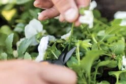 Fiskars Cisailles De Jardin, Longueur : 15,4 Cm, Jauge En Acier Inoxydable Avec Revêtement PTFE/poignée En Plastique, Noir/orange, Micro-Tip, Solid, SP-131, 1063321 -Vendite Pelouse Pro 1200x800 12