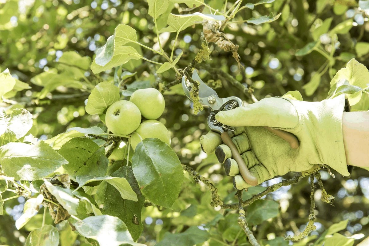 GEOLIA - Sécateur 1 Main - Lame Recourbée By-pass - Acier - Capacité D'ouverture 18 Mm - Manche Plastique Ergonomique 6 GEOLIA - Sécateur 1 Main - Lame Recourbée By-pass - Acier - Capacité D'ouverture 18 Mm - Manche Plastique Ergonomique – Image 6