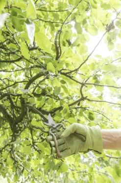 GEOLIA - Sécateur 1 Main - Lame Recourbée By-pass - Acier - Capacité D'ouverture 18 Mm - Manche Plastique Ergonomique 13 GEOLIA - Sécateur 1 Main - Lame Recourbée By-pass - Acier - Capacité D'ouverture 18 Mm - Manche Plastique Ergonomique -Vendite Pelouse Pro 800x1200