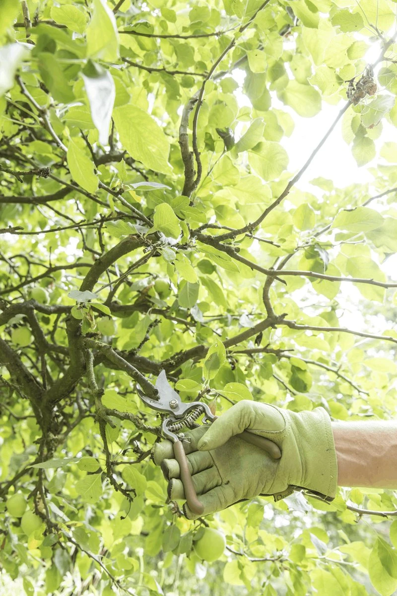 GEOLIA - Sécateur 1 Main - Lame Recourbée By-pass - Acier - Capacité D'ouverture 18 Mm - Manche Plastique Ergonomique 7 GEOLIA - Sécateur 1 Main - Lame Recourbée By-pass - Acier - Capacité D'ouverture 18 Mm - Manche Plastique Ergonomique – Image 7
